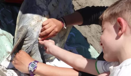 Measuring Sea Turtle Tail Length Magdalena Bay