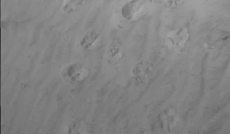 Coyote Footprints at Camp