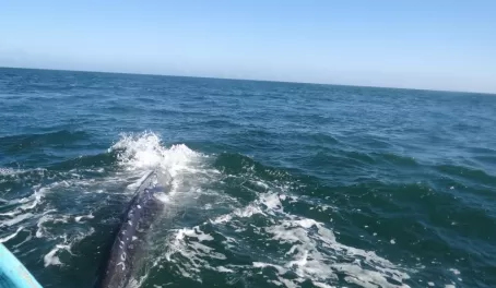 Grey Whale by our zodiac in Magdalena Bay