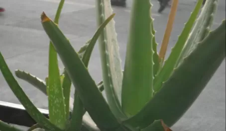 Aloe plant at La Paz hotel