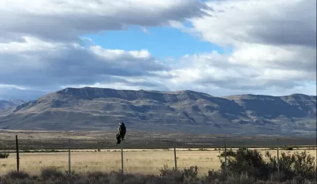 A lone eagle on our way to the airport