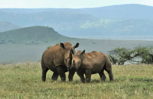 Black rhino safari