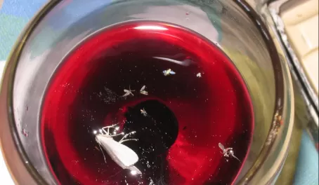 Bugs in Wine