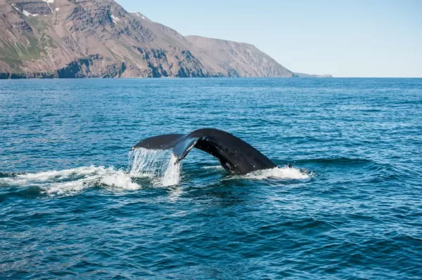 Whale Watching off the coast of Reykjavik in Iceland