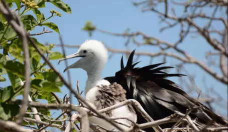 A baby frigate bird waits for a meal.