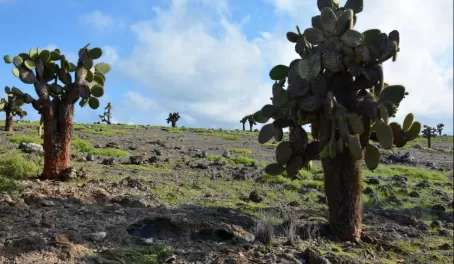Opuntia cacti on South Plaza Island.
