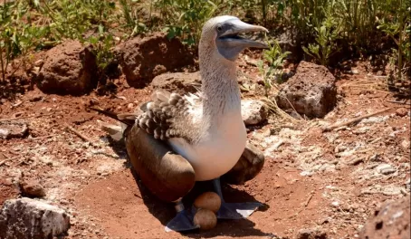 A blue footed boobie protects her eggs.