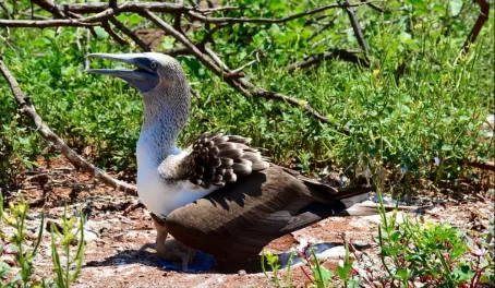A blue footed boobie with her newly hatched chick.