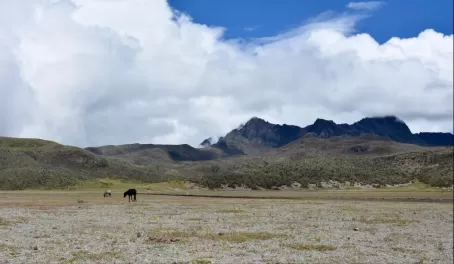 Wild horses in Cotopaxi National Park.