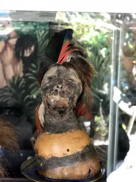 Shrunken head at the Middle of the World Museum.