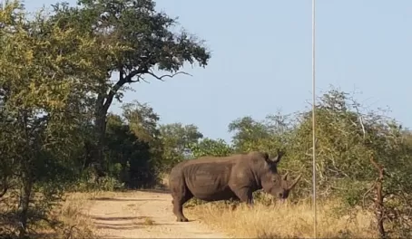 Rhino, Timbavati Reserve