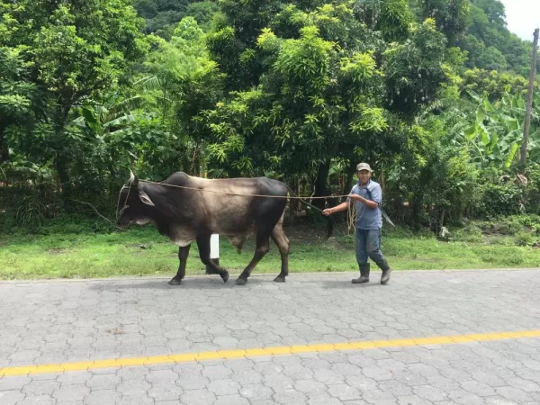 Sharing the road on Ometepe Island