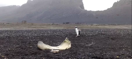 Penguin walks by a whale bone