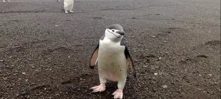 A curious young penguin