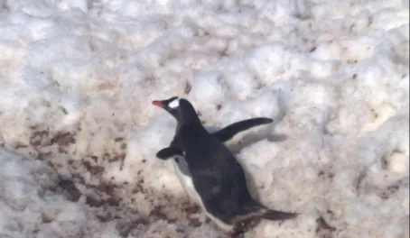 The lesser spotted FLYING penguin