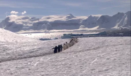 Traffic Jam - Antarctica style