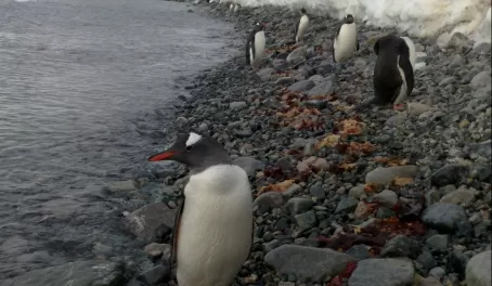 Gentoo penguins on Cuvervulle island
