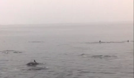 Orcas off the coast