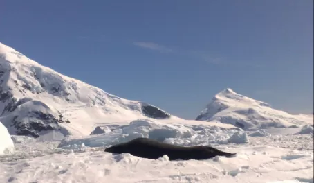 Fur seal on the iceberg