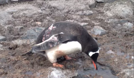 A Gentoo searching for the perfect pebble