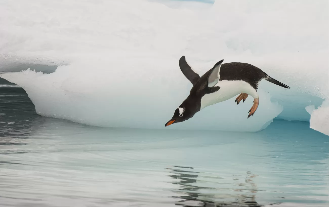 Gentoo penguin sighting in Antarctica