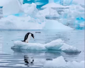 Penguin sighting in Antarctica