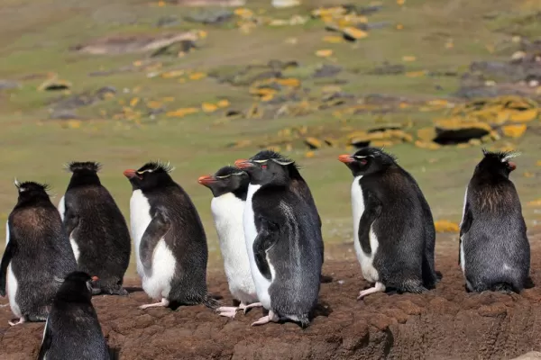 Rockhopper penguin sighting