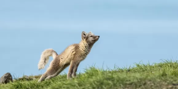 Arctic fox during spring in Svalbard