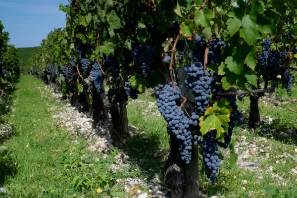 Cabernet Sauvignon grapes at the vineyard in Pauillac, France