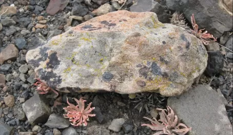 Flowers in the rocks