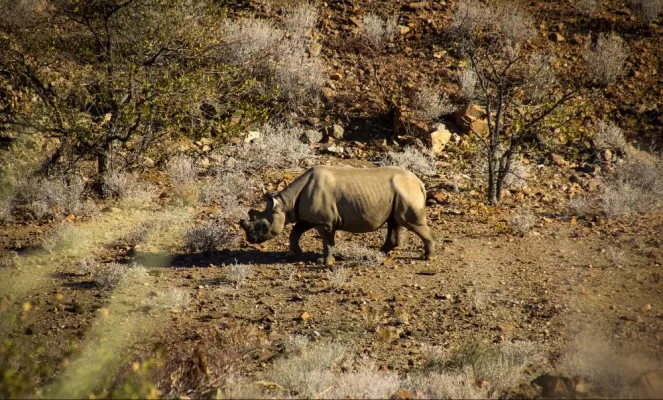 Black rhino tracking at //Huab Under Canvas