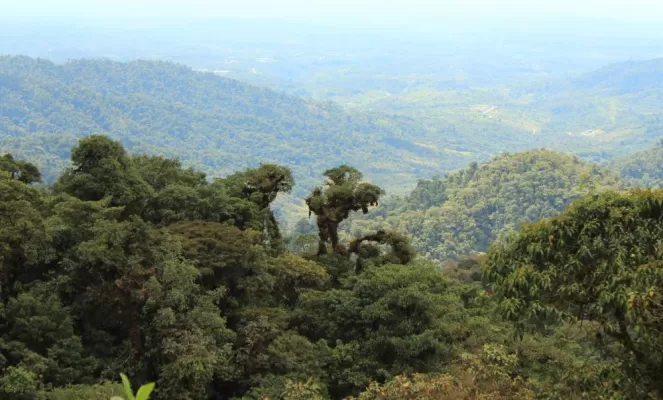 Cloudforest in Ecuador
