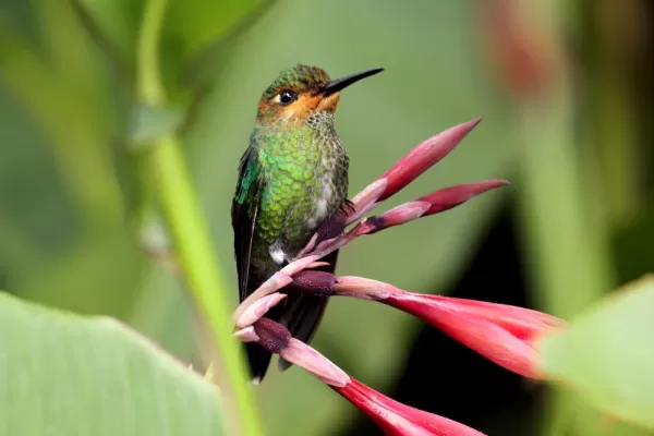Green crowned brilliant hummingbird in the cloudforest in Ecuador