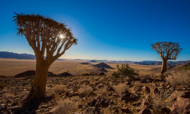 The Namib Desert is home to some of the most unique plant life in the world