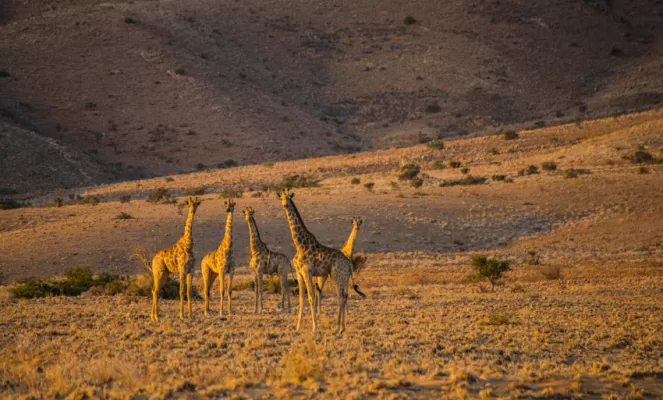 The Namibian Giraffe stand tall in the northern Namib Desert