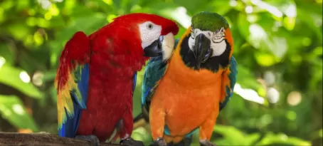 Perched macaws