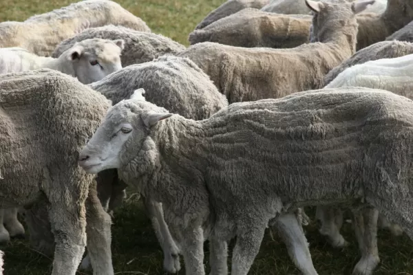 Sheep of Argentina