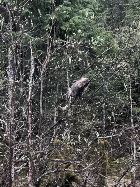 Porcupine spotting on a hike