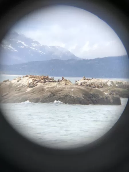 Sea Lions through binoculars