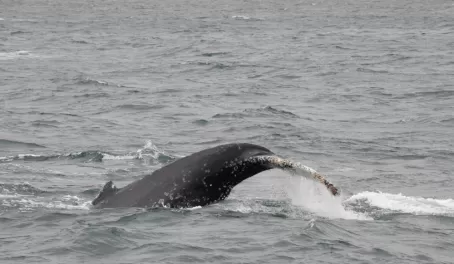 Rare humpback whale sighting on the Beagle Channel