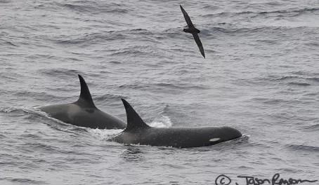 Amazing capture of my orca friends on the Drake by Jason!