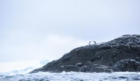 My favorite penguin in Antarctica - chinstraps! They are brazen creatures.