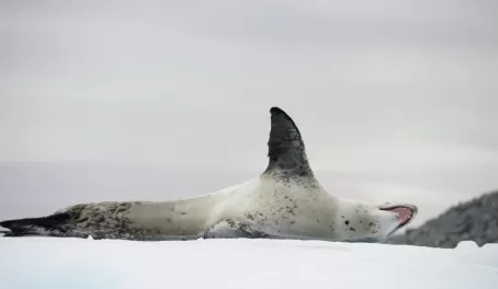 What's up, leopard seal. Don't eat me.