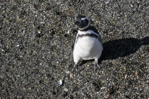 Ushuaian penguin