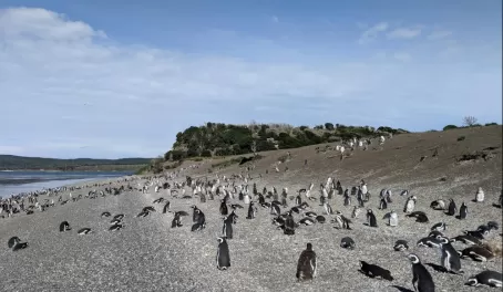 Martillo Island penguins!