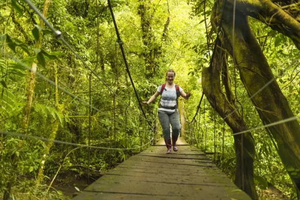 Traverse the rainforest canopy by suspension bridge