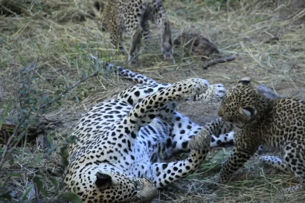 Leopard cub and mom playing in Sabi Sands Reserve