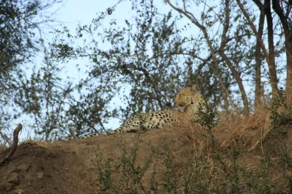 Leopard in Sabi Sands Reserve