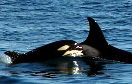 A pod of orcas plays in the wake of the ship