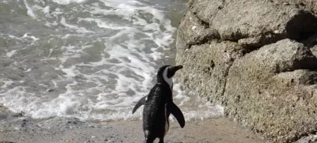 South African Penguin Cape Peninsula